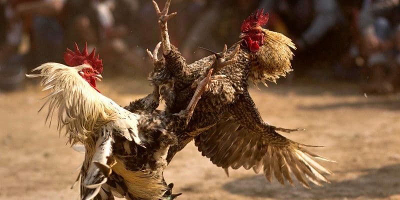 Luật chơi và cách tham gia đá gà QH88