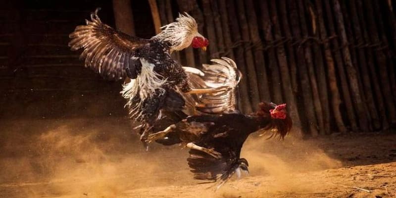 Trải nghiệm đá gà QH88 có gì đặc biệt